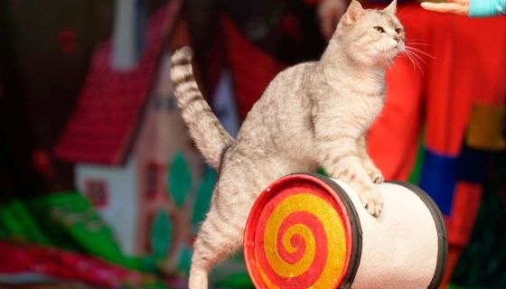 Театр кошек Куклачёва. Коты спасают мир