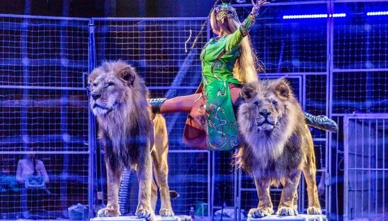 Цирк-шапито «Империя мастеров»